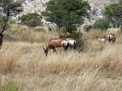 090516_Pilanesberg 079